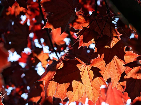 Bordo Vermelho Primavera — Fotografia de Stock