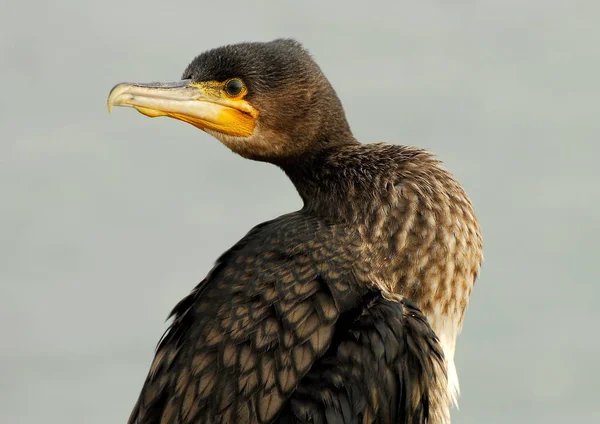 Vista Panorámica Las Aves Cormoranes Naturaleza —  Fotos de Stock