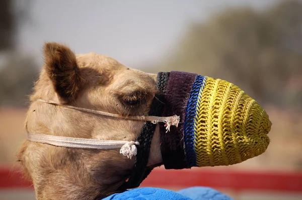 Camel Desert — Stock Photo, Image