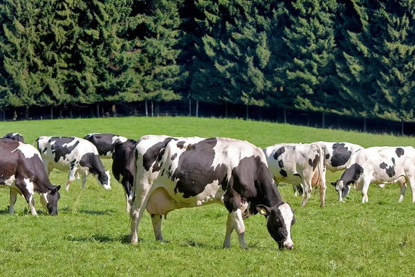 Vacas Paisagem Natural Foco Seletivo — Fotografia de Stock