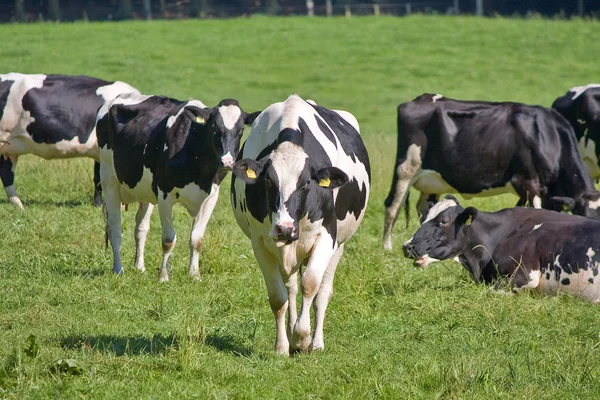 Vacas Paisagem Natural Foco Seletivo — Fotografia de Stock