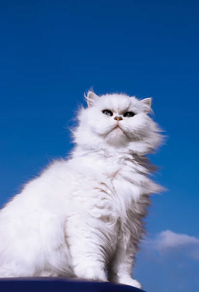 Retrato Lindo Gato — Foto de Stock