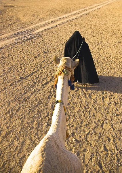 Bedouin Woman Lead Camel Desert — Stock Photo, Image