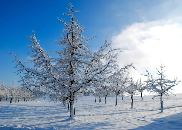 Kış Elbisesinde Meyve Ağaçları — Stok fotoğraf