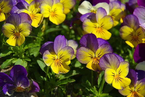 美しいパンジーの花 庭の花の植物 — ストック写真