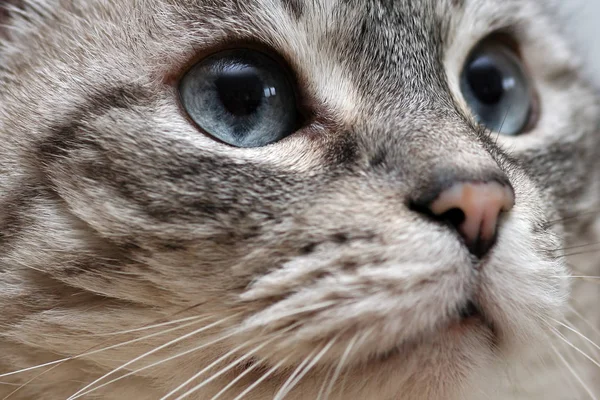 Retrato Lindo Gato —  Fotos de Stock