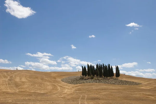 Group Trees Field — Stock Photo, Image