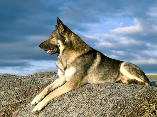 Dog Standing Grass — Stock Photo, Image