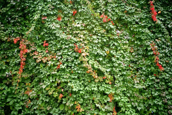Листья Плюща Растительность Лазания Растительность — стоковое фото