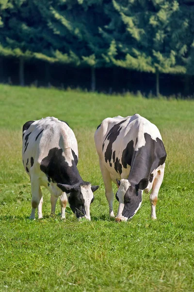 Vacas Paisagem Natural Foco Seletivo — Fotografia de Stock