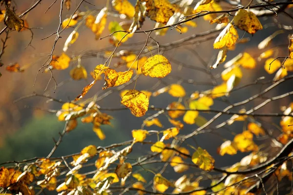 Fall Time Forest — Stock Photo, Image