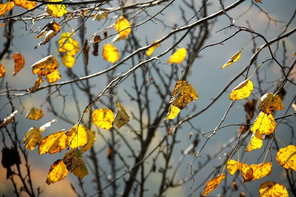 森の中の秋 — ストック写真