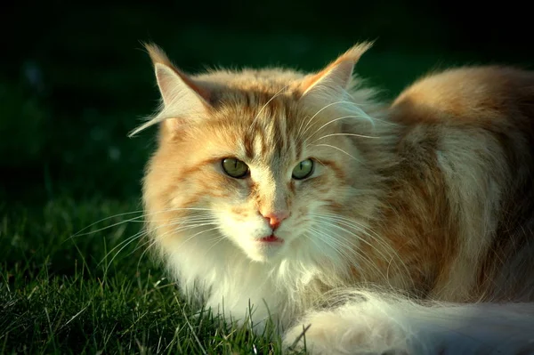 Retrato Lindo Gato — Foto de Stock