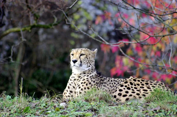 Depredador Leopardo Gato Grande — Foto de Stock