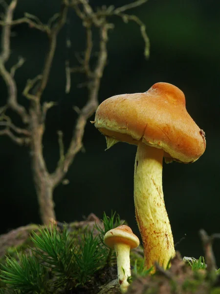 食物の接近 選択的焦点 — ストック写真