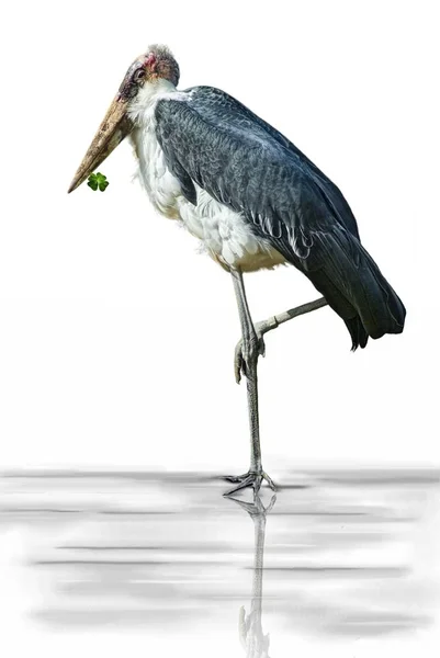 Stork Wild Nature Bird — Stock Photo, Image