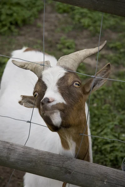 Söt Get Dagen — Stockfoto