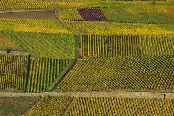 Weinberge Bewirtschaften Rebstöcke — Stockfoto