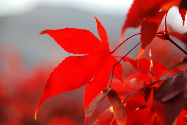 Güzel Renkli Sonbahar Yaprakları — Stok fotoğraf