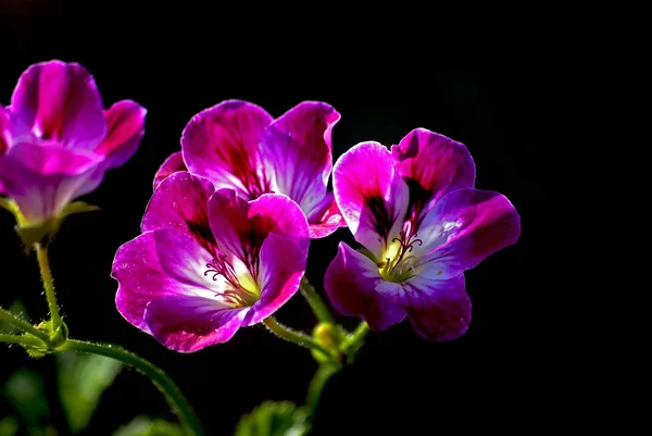 黄花菜的魔力 — 图库照片