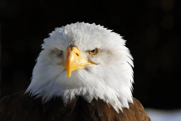 Scenic View Majestic Bald Eagle Wild Nature — Stock Photo, Image