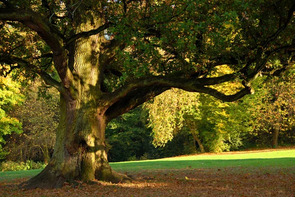 Pittoresk Utsikt Över Naturscenen — Stockfoto