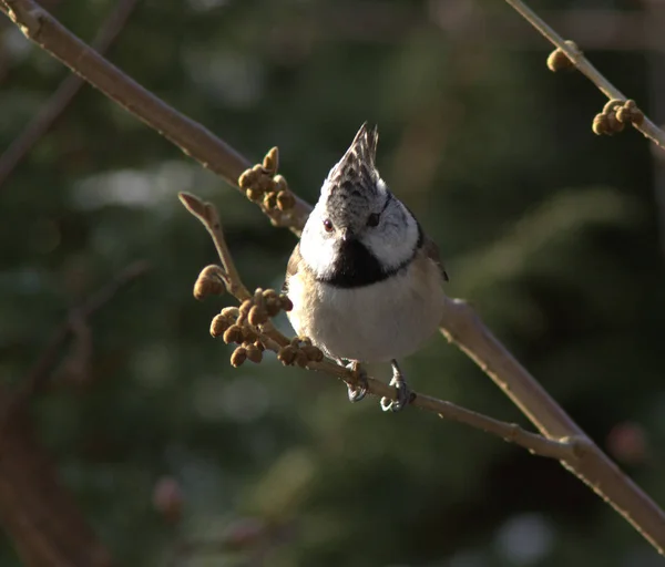 Vista Panorámica Hermoso Pájaro Titmouse — Foto de Stock