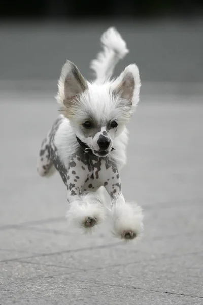 White Dog Black Background — Stock Photo, Image