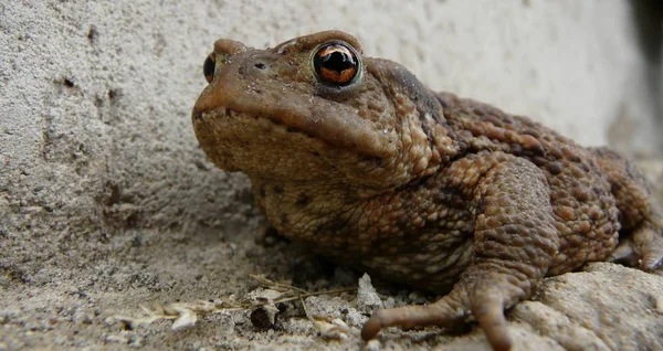 Amphibien Animal Grenouille Sauvage — Photo