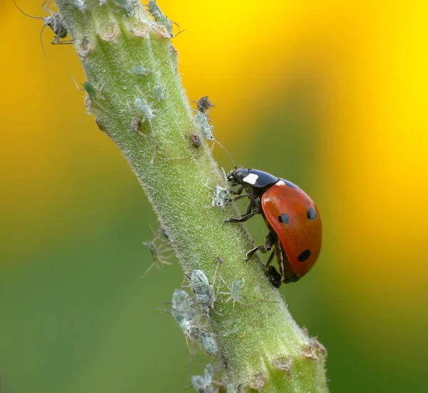 Closeup Bug Wild Nature — Stock Photo, Image