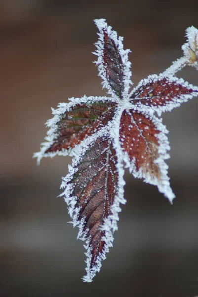 Vista Una Escena Invierno —  Fotos de Stock