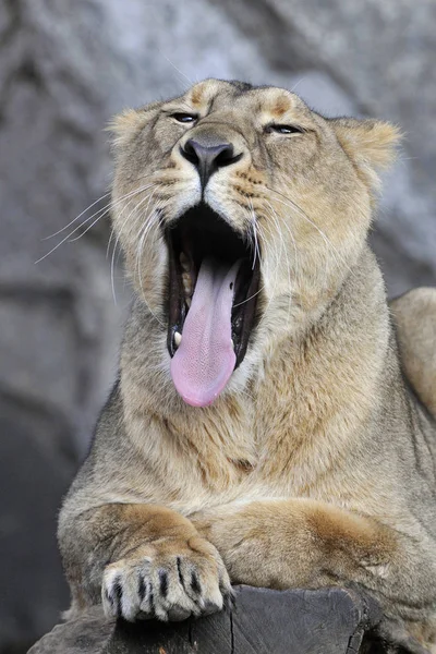 Loewe Leo Panthera Leo Portrét — Stock fotografie