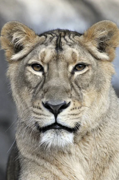 Tråkigt Lejon Panthera Leo Porträtt — Stockfoto