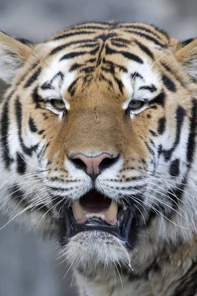 Roofdier Wilde Kat Gestreepte Tijger Dier — Stockfoto