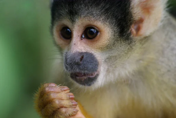 Affe Primaten Tier Tierwelt — Stockfoto