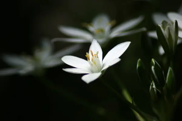 Flora Primaveral Botánica Natural — Foto de Stock