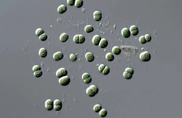 Krookocker Cyanobakterier 400 — Stockfoto