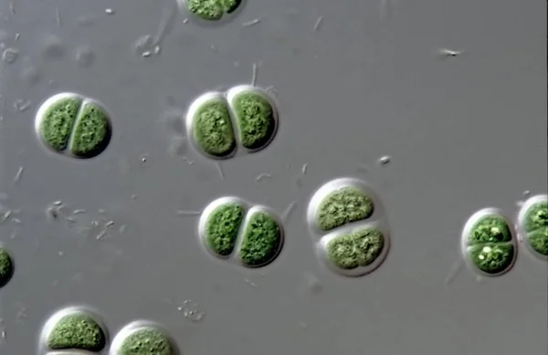 Chroococcus Cyanobacteria 1000 — Stok Foto