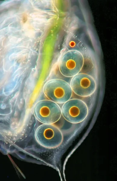 Microbiologie Cellules Bactériennes Microscopique — Photo