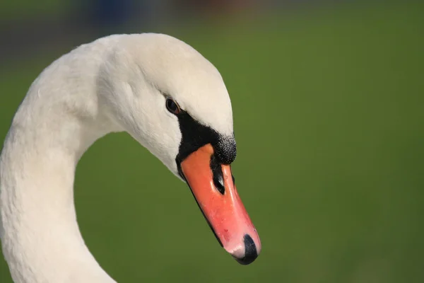 Uccello Cigno Fauna Selvatica — Foto Stock