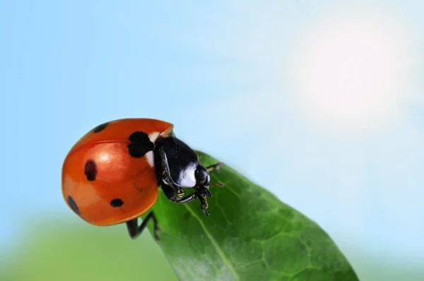 Seven Spot Ladybird Green Leaf — Stock Photo, Image
