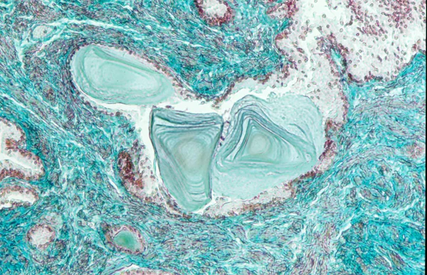 Biologické Buňky Mikroskopická Textura — Stock fotografie