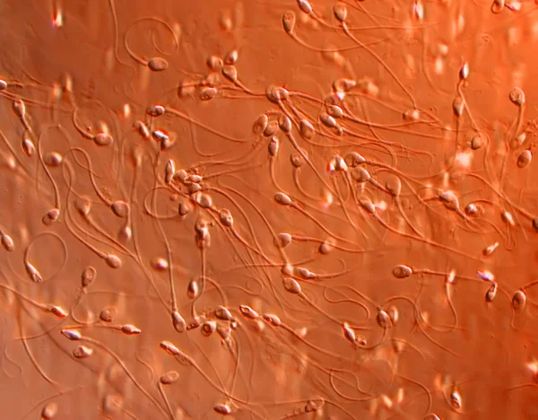 Абстрактная Структура Макроклеток Микробиология — стоковое фото