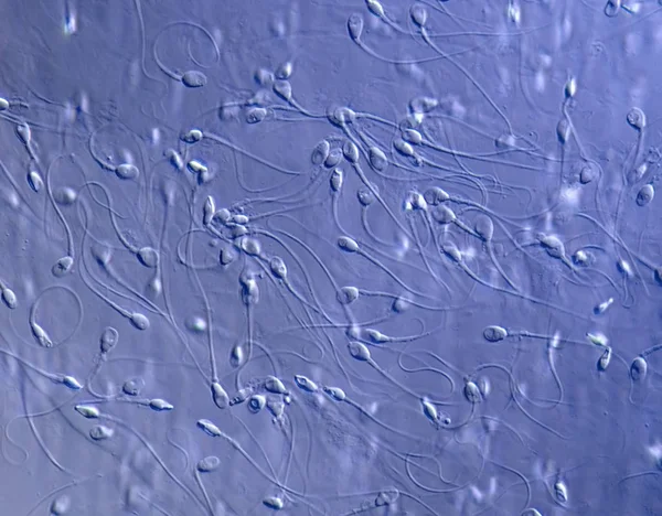 Soyut Makro Hücre Yapısı Mikrobiyoloji — Stok fotoğraf