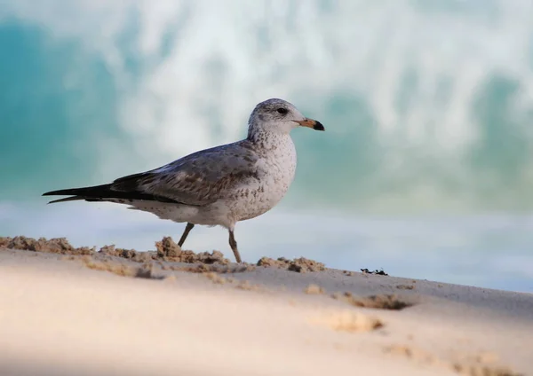 Malerischer Blick Auf Schöne Möwenvögel Der Natur — Stockfoto