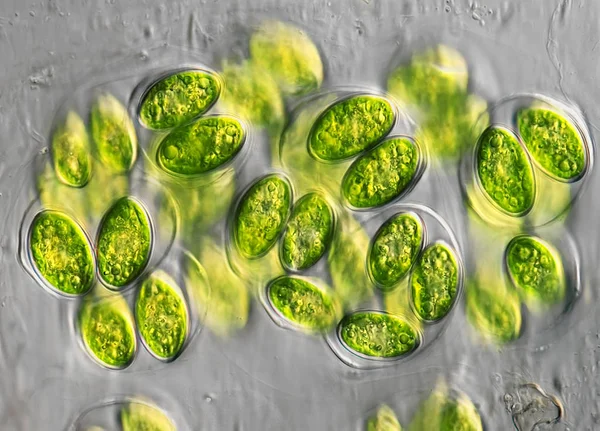 Структура Мікроскопічних Клітин Мікробіологія — стокове фото