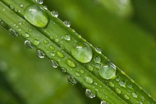 Зеленый Лист Каплями Дождя — стоковое фото
