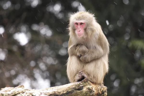 Scimmia Scimmia Animale Primate — Foto Stock