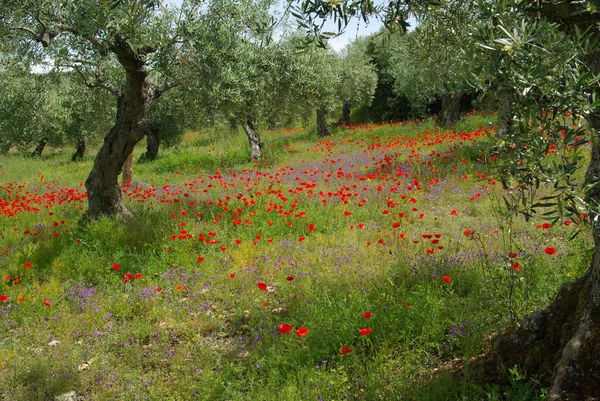 Prairie Été Avec Coquelicots Rouges — Photo