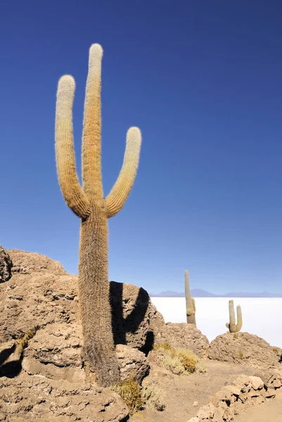 Tropisk Växt Botanik Flora Kaktus — Stockfoto